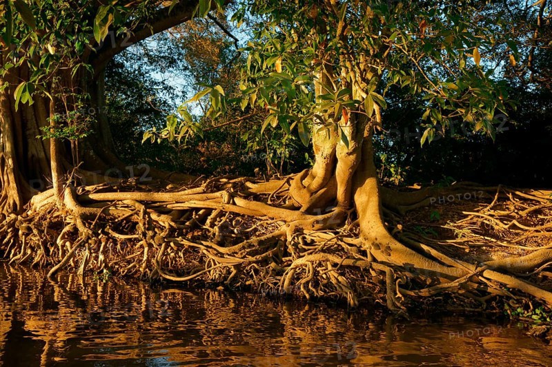 Ficus spec on the riverbank in the Pantanal Brazil