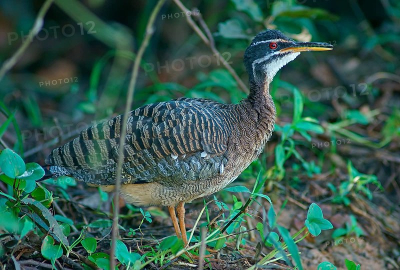 Sun rail (Eurypyga helias) Pantanal Brazil