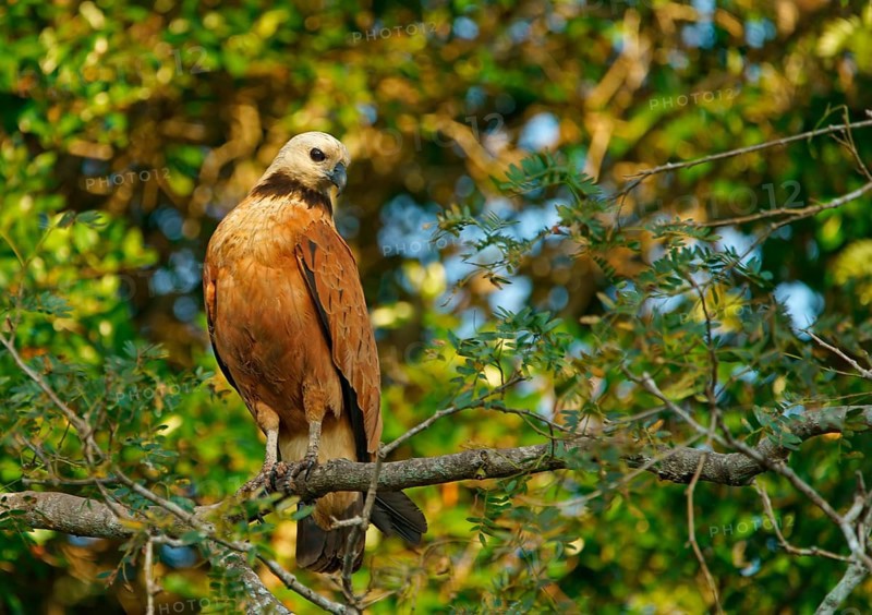 Fish Buzzard (Busarellus nigricollis), Pantanal, inland, wetland, UNESCO Biosphere Reserve, World Heritage Site, wetland biotope, Mato Grosso, Brazil, South America