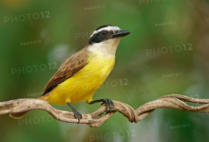 Sulphur-masked tyrant (Pitangus sulphuratus), Pantanal, Brazil, South America