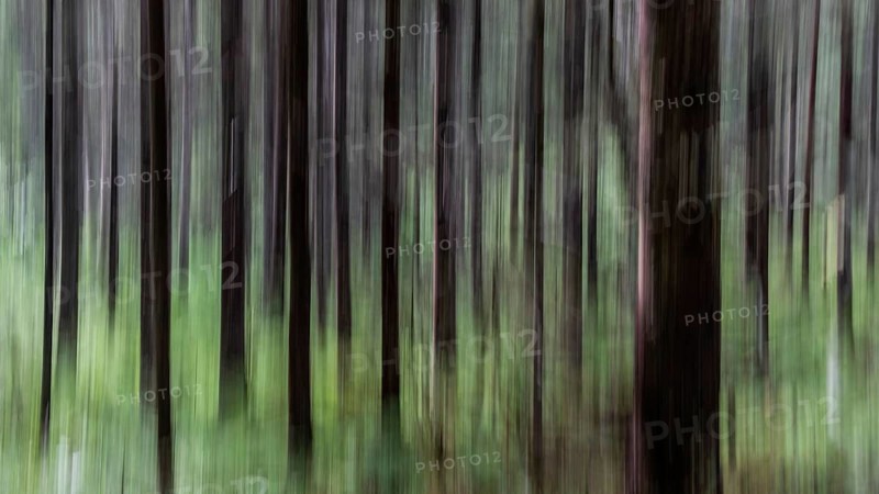 Abstract image of tree trunks and forest floor, pine forest, with blur, wipe effect, Norway