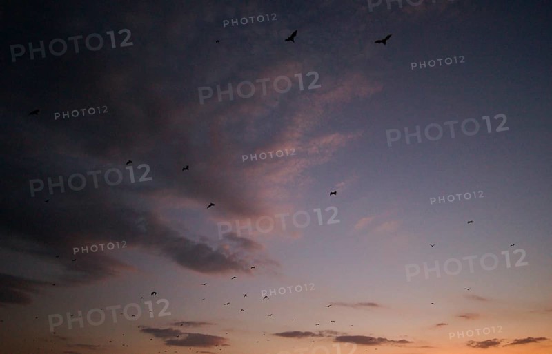 Flying foxes (Pteropodidae), Kalong Mangrove Island, Komodo National Park, Indonesia, Southeast Asia