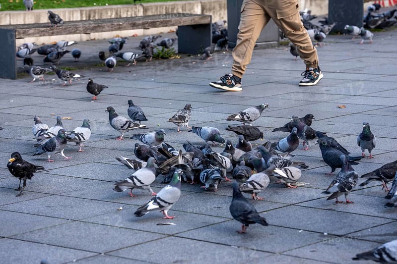 Pigeons, city pigeons, were fed with bread by humans, in the city centre of Essen, North Rhine-Westphalia, Germany