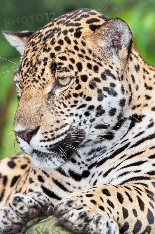 Close-up of a Jaguar (Panthera onca), Costa Rica, Central America