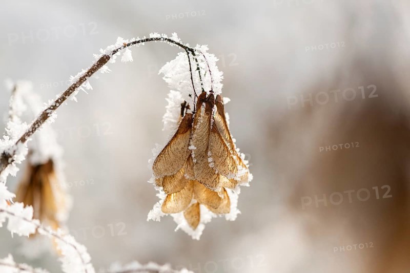 Ice crystals from roarfrost on Amur maple (Acer tataricum subsp. ginnala) seeds at sunshine in winter, Bavaria, Germany