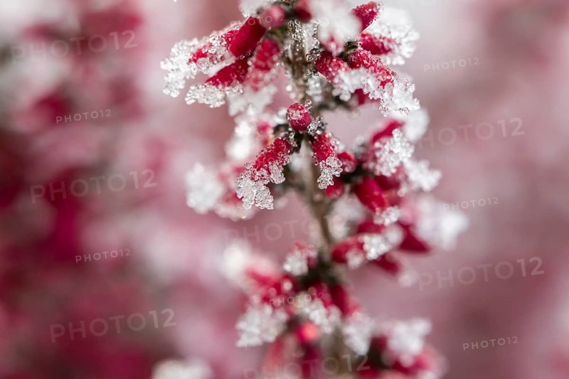 Ice crystals from roarfrost on a winter-flowering heather (Erica carnea) branch at sunshine in winter, Bavaria, Germany