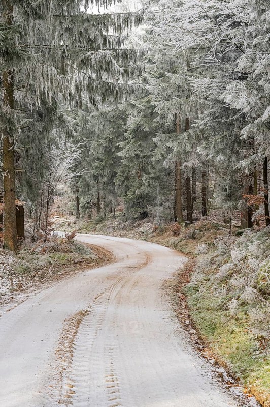 Forest road going through a mixed forest white from roarfrost on a sunny day in winter, Bavaria, Germany