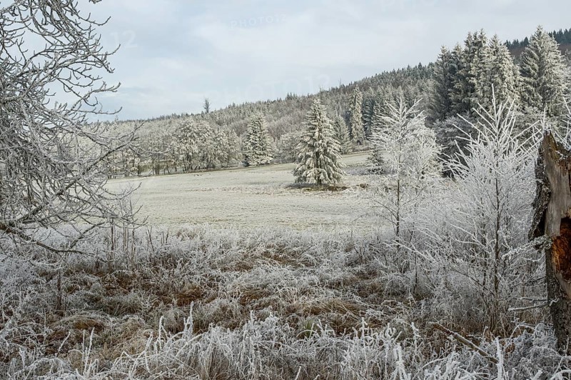 Meadow in a valley surrounded by a mixed forest with norway spruce (Picea abies) and European beech (Fagus sylvatica) white from roarfrost, on a sunny day in winter, Bavaria, Germany