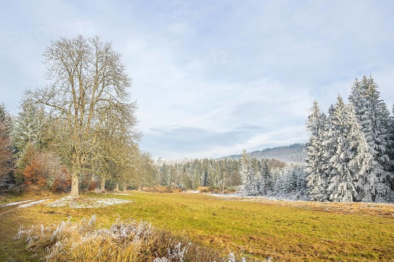 Meadow in a valley surrounded by a mixed forest with norway spruce (Picea abies) and European beech (Fagus sylvatica) white from roarfrost, on a sunny day in winter, Bavaria, Germany