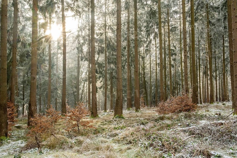 Mixed forest with norway spruce (Picea abies) and European beech (Fagus sylvatica) white from roarfrost, on a sunny day in winter, Bavaria, Germany
