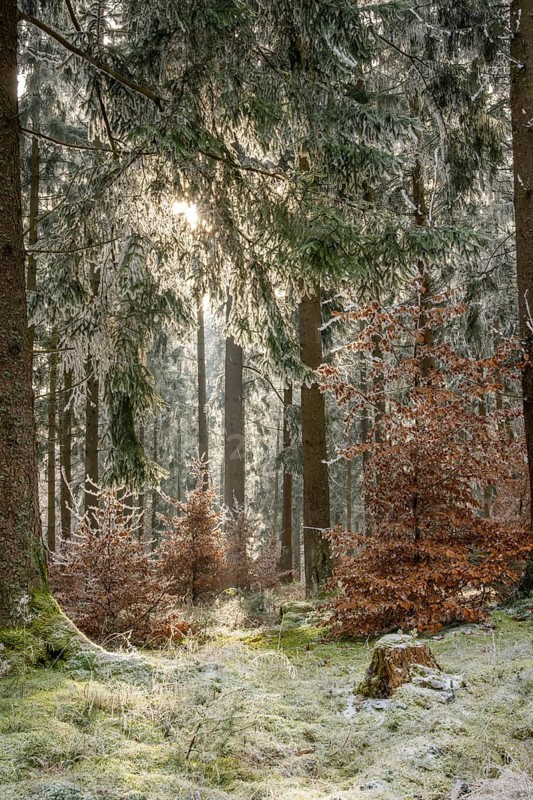 Mixed forest with norway spruce (Picea abies) and European beech (Fagus sylvatica) white from roarfrost, on a sunny day in winter, Bavaria, Germany