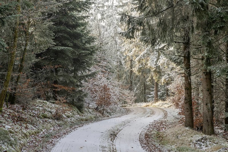 Forest road going through a mixed forest white from roarfrost on a sunny day in winter, Bavaria, Germany