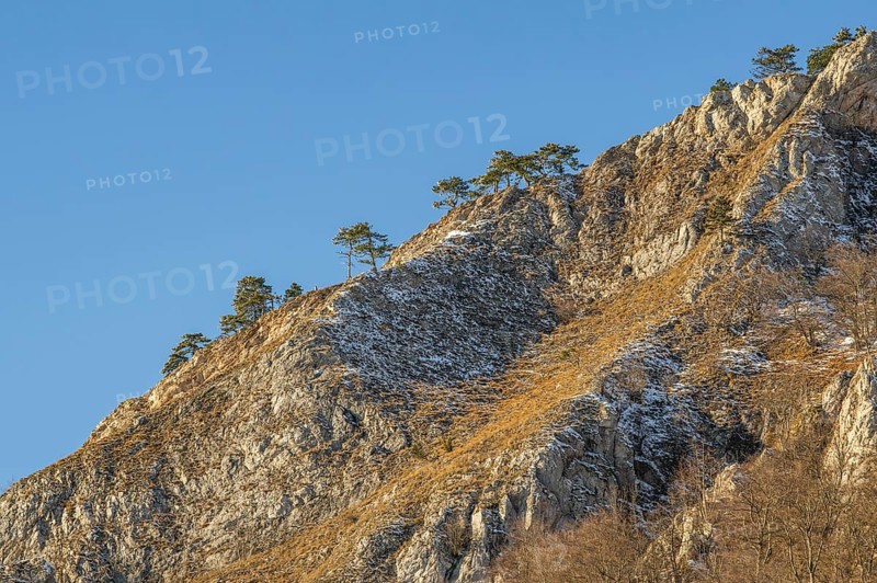 Scots pine (Pinus sylvestris) trees growing on a huge rock in winter, Vápec, Horná Poruba, Slovakia