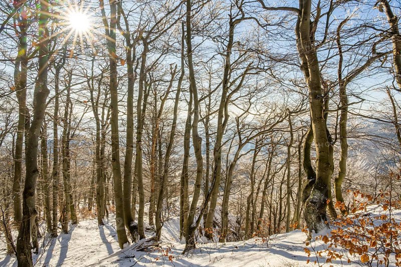 European beech (Fagus sylvatica) trees in a forest with hoarfrost on the branches in winter, Vápec, Horná Poruba, Slovakia