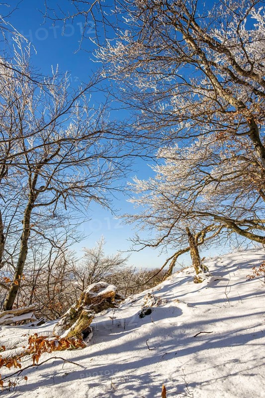 European beech (Fagus sylvatica) trees in a forest with hoarfrost on the branches in winter, Vápec, Horná Poruba, Slovakia