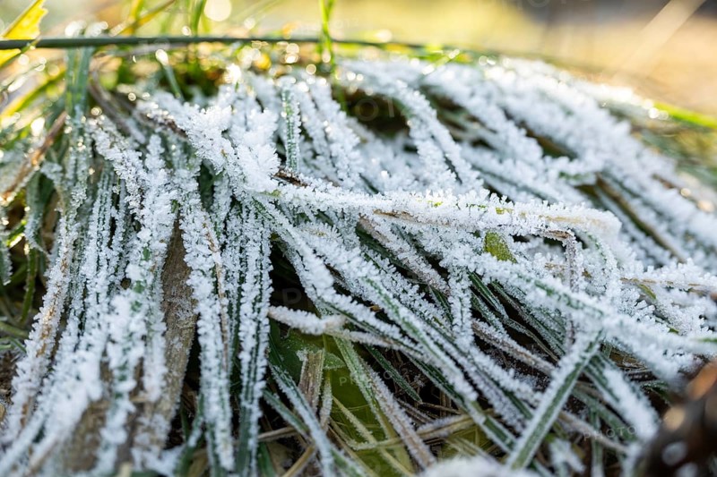 Ice crystals from roarfrost on grass blades in winter, Bavaria, Germany