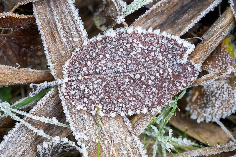 Ice crystals from roarfrost on a goat willow (Salix caprea) leaf lying on the ground in winter, Bavaria, Germany
