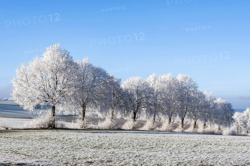 Silver lime trees (Tilia tomentosa) with hoarfrost on the branches standing on a meadow on a sunny day with blue sky in the background in winter, Bavaria, Germany