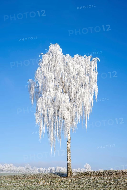 Silver birch (Betula pendula) standing on a meadow with hoarfrost on the branches in front of blue sky at sunshine in winter, Bavaria, Germany