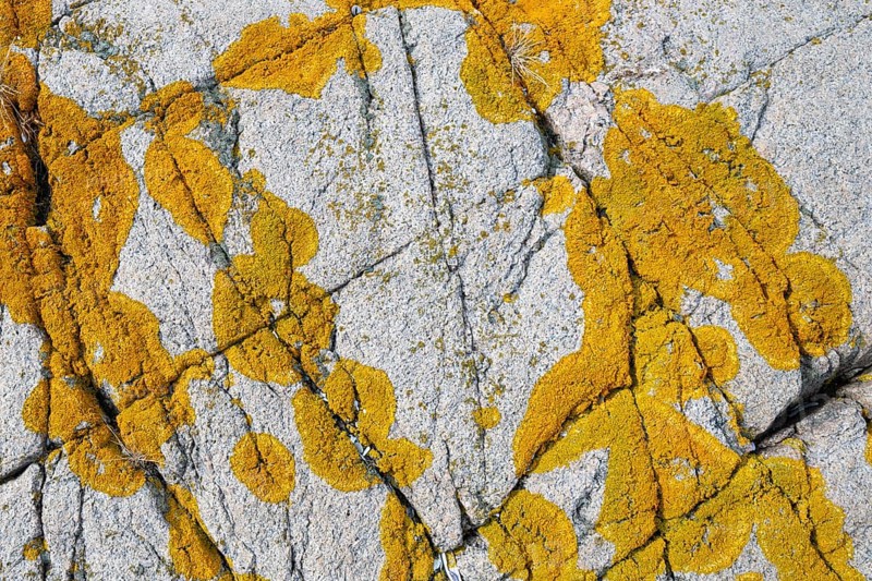 Yellowish lichen on a furrowed granite rock, Resö Island, Bohuslän, Skagerrak, Sotenäs, Västra Götalands län, Sweden