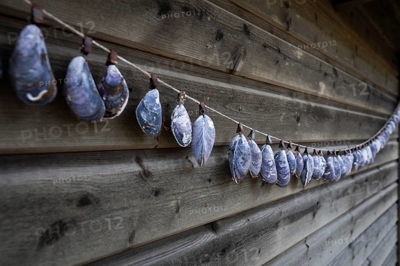 Shell necklace on a wooden wall, Resö Island, Bohuslän, Skagerrak, Sotenäs, Västra Götalands län, Sweden