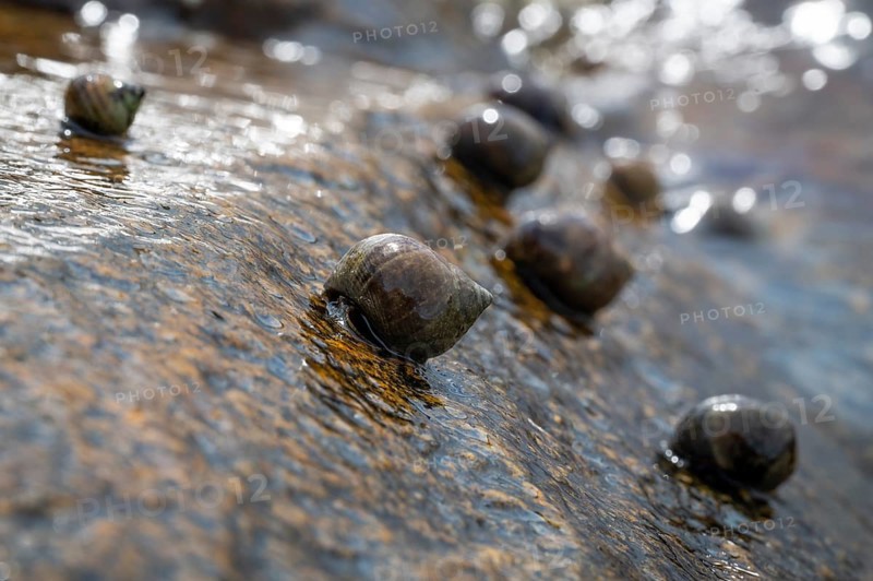 Sea snails on a rock being washed over by the surf, Resö Island, Bohuslän, Skagerrak, Sotenäs, Västra Götalands län, Sweden