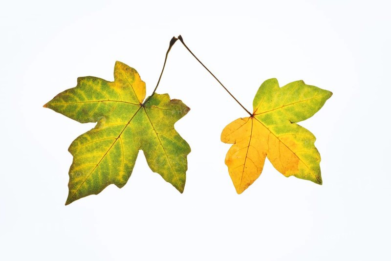 Sugar maple (Acer saccharum), leaves in autumn against a white background, North Rhine-Westphalia, Germany