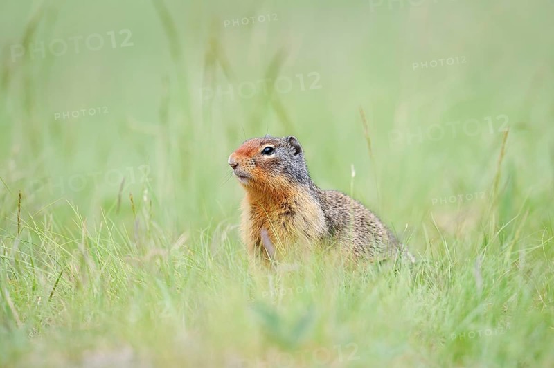 Columbia ground squirrel (Urocitellus columbianus, Spermophilus columbianus), Jasper National Park, Alberta, Canada