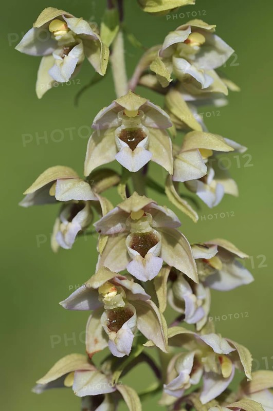 Broad-leaved helleborine or broad-leaved marsh orchid (Epipactis helleborine), inflorescence, North Rhine-Westphalia, Germany