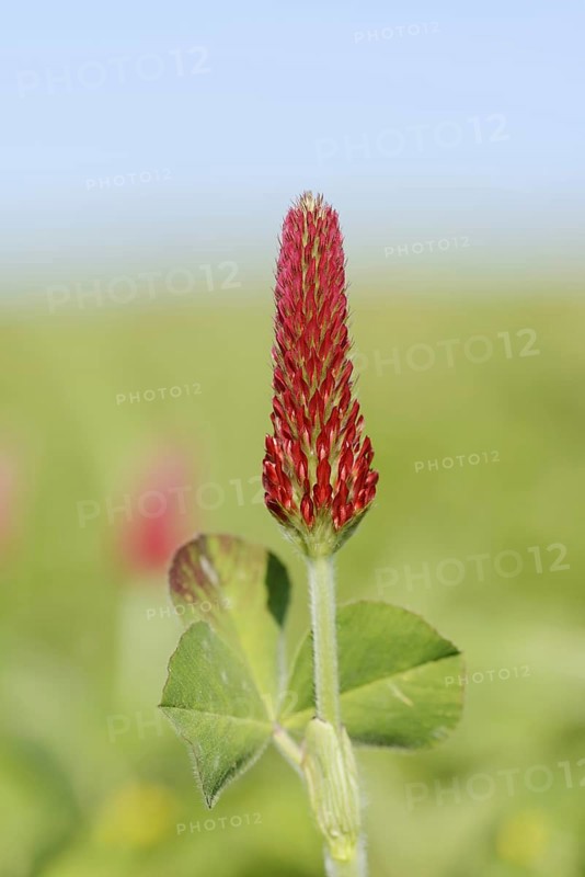 Purple clover or foxtail clover (Trifolium rubens), inflorescence, North Rhine-Westphalia, Germany