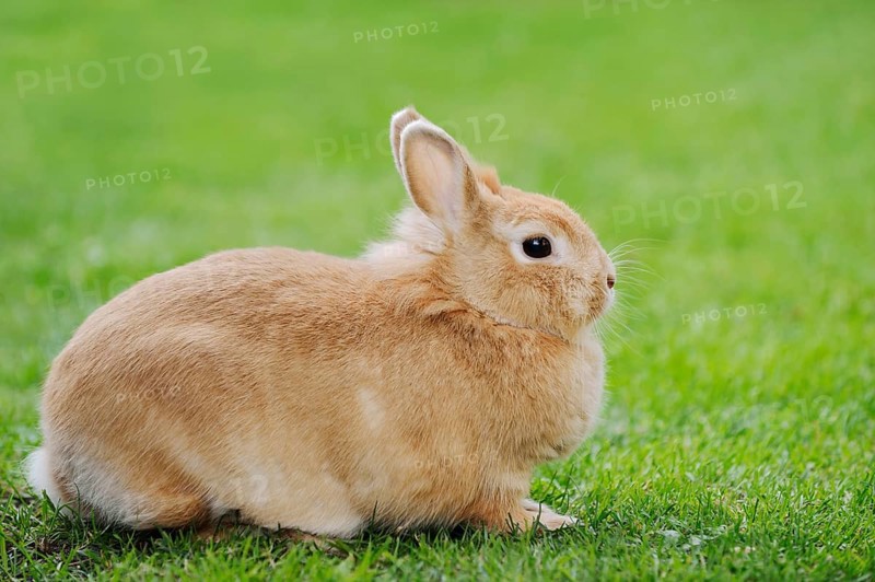 Dwarf rabbit (Oryctolagus cuniculus forma domestica) in a meadow, North Rhine-Westphalia, Germany