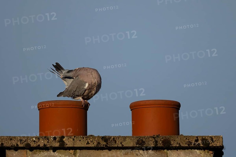 Wood pigeon (Columba palumbus) adult bird preening its tail feathers on an urban chimney pot, England, United Kingdom