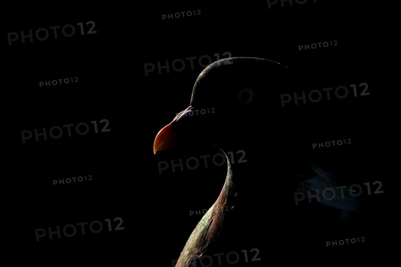 Wood pigeon (Columba palumbus) adult bird backlit head portrait, England, United Kingdom