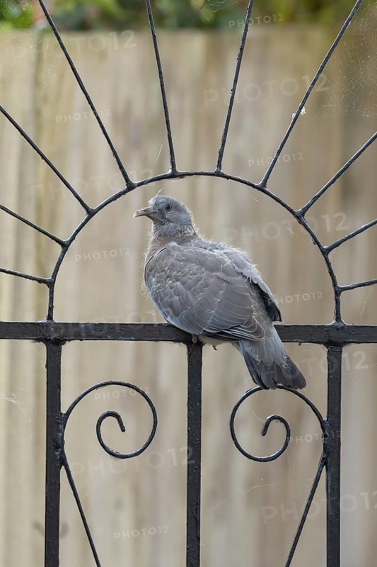 Wood pigeon (Columba palumbus) juvenile baby squab bird sitting on an urban garden metal gate, England, United Kingdom