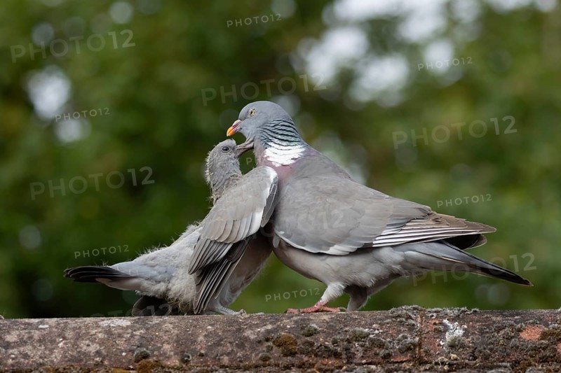 Wood pigeon (Columba palumbus) juvenile baby squab bird begging for food from an adult parent bird on an urban house roof, England, United Kingdom