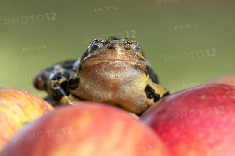 Common frog (Rana temporaria) adult amphibian on a fallen apple in a garden, England, United Kingdom