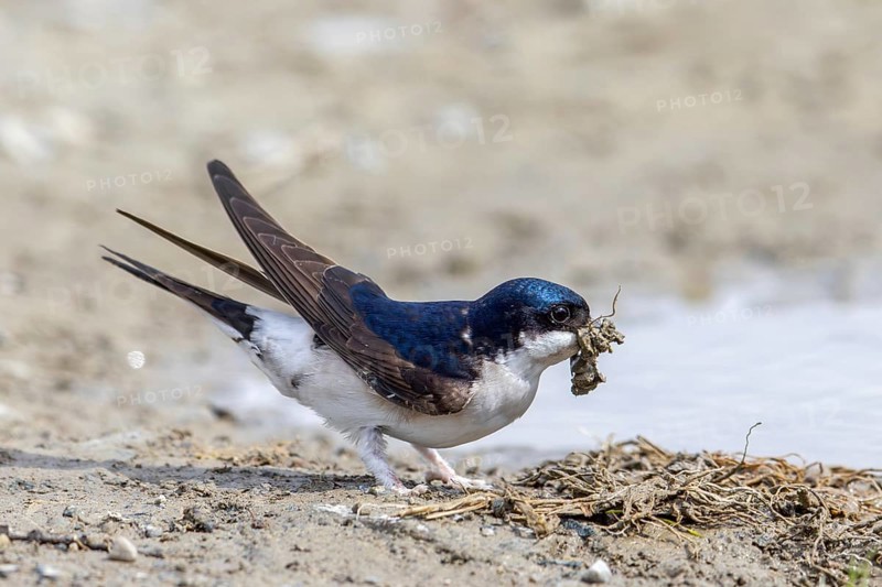 Common house martin, northern house martin (Delichon urbicum) collecting mud in beak from puddle for building nest in spring