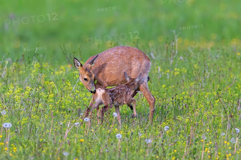 European roe deer (Capreolus capreolus) female, doe sniffing single fawn in meadow, grassland with wildflowers in spring