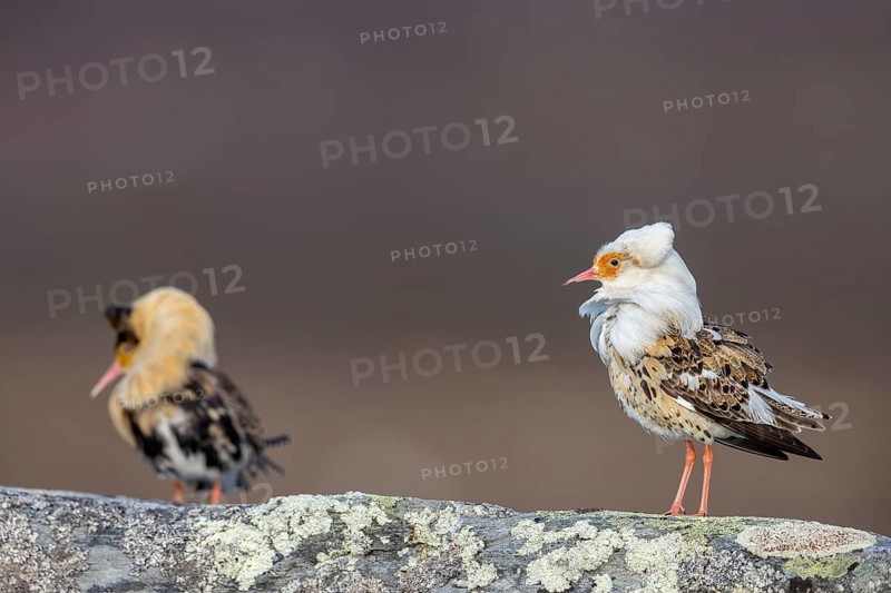 Two ruffs (Calidris pugnax), satellite with white neck ruff and territorial male in breeding plumage displaying at lek in spring, Scandinavia
