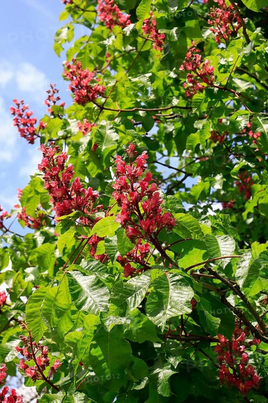 Red-flowering horse chestnut (Aesculus carnea), North Rhine-Westphalia, Germany