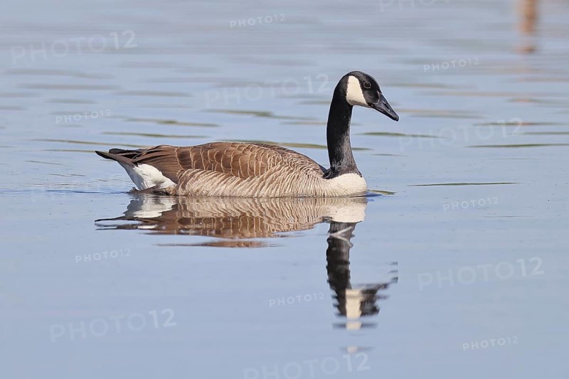Canada goose (Branta canadensis), swimming on a lake, wildlife, birds, geese, nature reserve Wagbachniederung, Waghäusel, Baden-Württemberg, Germany