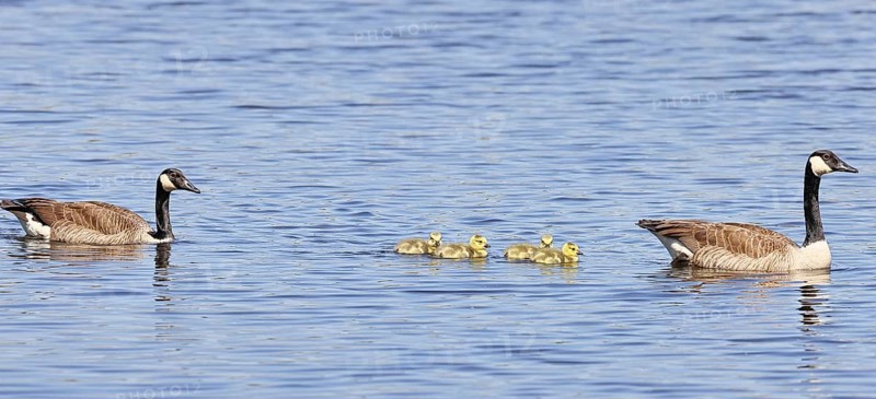 Canada goose (Branta canadensis), pair swimming with chicks on a lake, animal pair, wildlife, birds, geese, nature reserve Wagbachniederung, Waghäusel, Baden-Württemberg, Germany