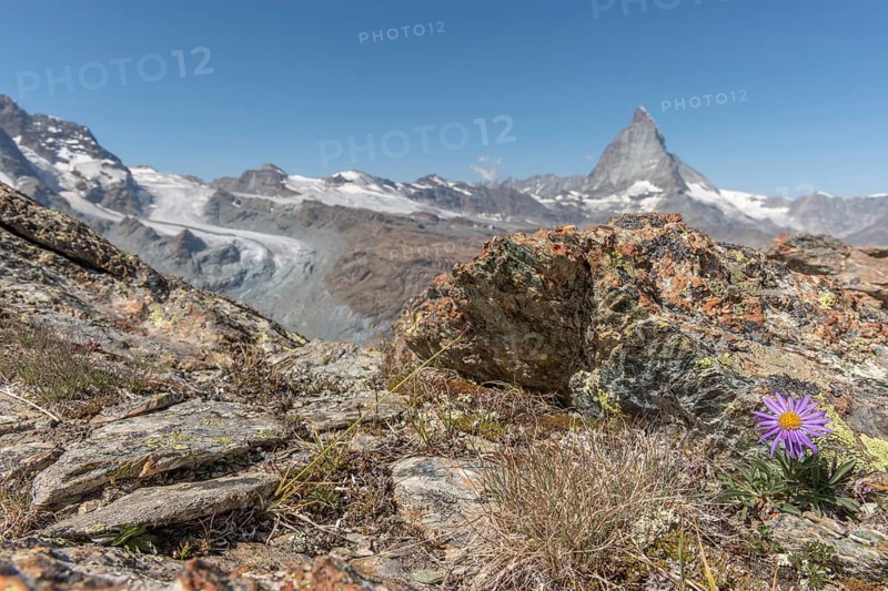 A solitary purple wildflower Aster des Alpes (Aster alpinus) rises from the rocky ground and displays its vibrant colour against the stone. The Matterhorn mountain towers majestically in the background on a bright day. Zermatt, Valais, Alps, Swiss
