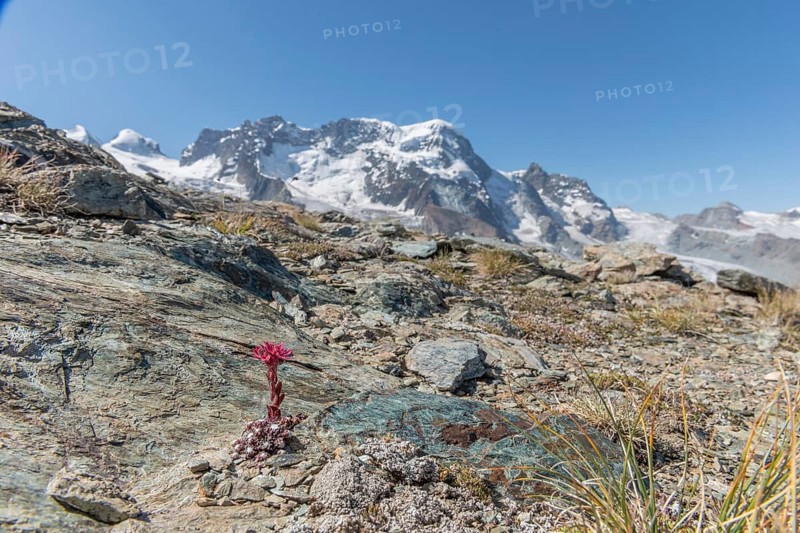 A striking pink flower Sempervivum arachnoideum (cobweb houseleek) grows out of a rocky surface and shows resilience in a ha rsh environment. The surrounding rocks and soil create a textured background in a remote area. Zermatt, Valais, Alps, Switzerland