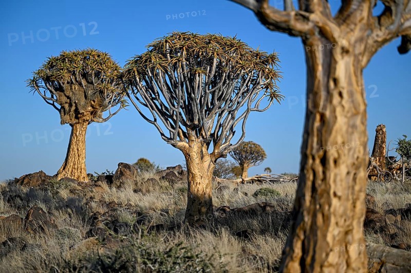 Quiver trees (Aloe dichotoma), quiver tree forest near Keetmanshoop, Karas Region, Namibia