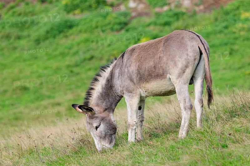 A male grey domestic donkey (Equus asinus) grazes in a green paddock