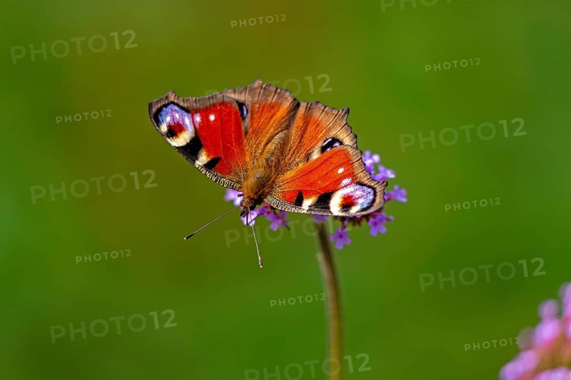 Butterfly, peacock butterfly (Aglais io), Purpletop vervain (Verbena bonariensis), Burgstemmen, Nordstemmen, Lower Saxony, Germany