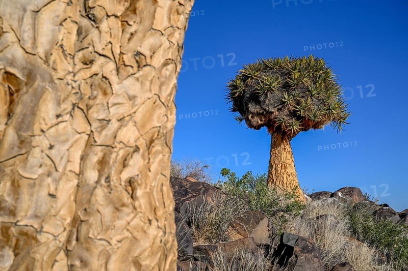 Quiver tree (Aloe dichotoma), quiver tree forest near Keetmanshoop, Karas Region, Namibia
