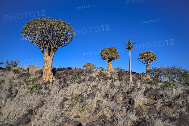 Quiver trees (Aloe dichotoma), quiver tree forest near Keetmanshoop, Karas Region, Namibia