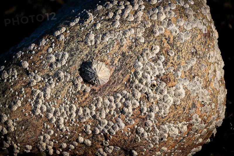 Limpet and barnacles (Patella vulgata, Semibalanus balanoides), rocks by the sea, Otroya or Otrøya Island, Møre og Romsdal, Norway